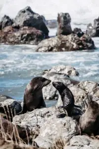 An adult seal and a pup touch noses on a rocky shore