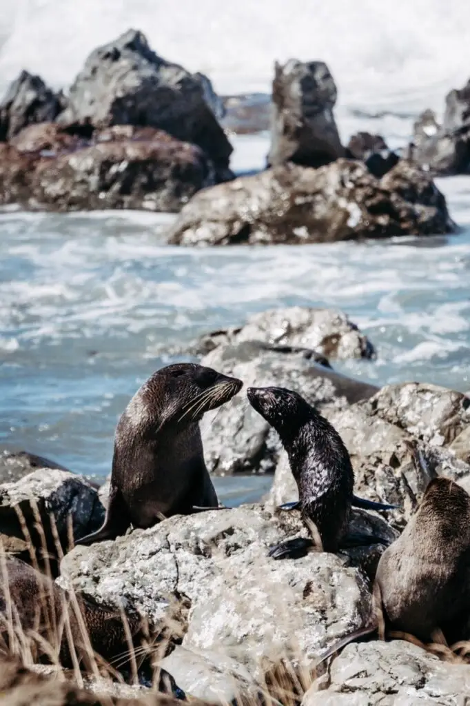 An adult seal and a pup touch noses on a rocky shore